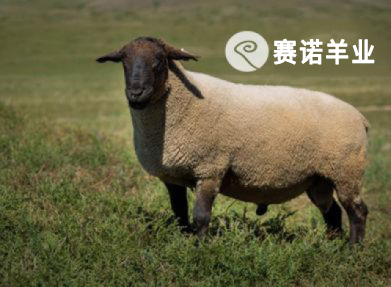 薩?？?>
                                            </a>
                                            <a href=