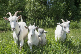 科普常識丨山羊的營(yíng)養需要與需求特點(diǎn)