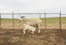 科普常識丨初乳對羔羊的營(yíng)養價(jià)值極大，一定要盡早吃到，養殖戶(hù)切記！