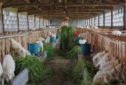 科普常識丨新手養殖戶(hù)牢記這4件事，確保養羊事業(yè)穩賺不賠