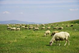 科普常識丨放羊容易放好難！春季放牧別大意，以下4點(diǎn)多留意！