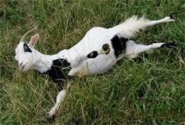 科普常識丨世界上最膽小的羊，平均每周都要暈倒25次，模樣也太可愛(ài)了！